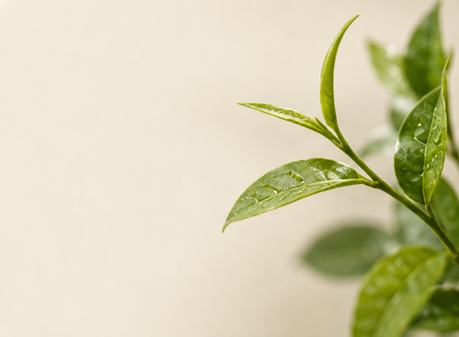Close-up of a dew-covered leaf, symbolizing skin hydration